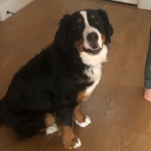 Meet your Posher, Dominique